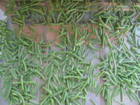 Drying fresh picked green beans.